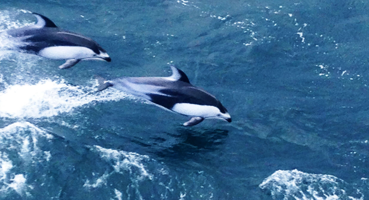 イルカと一緒に走ることも！